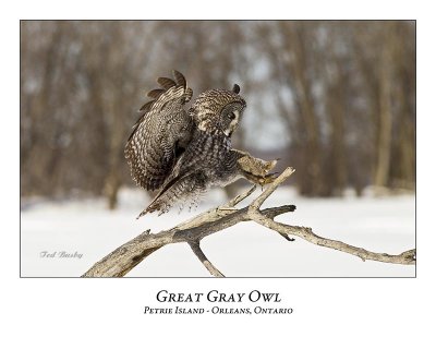 Great Gray Owl-191