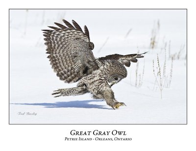 Great Gray Owl-193
