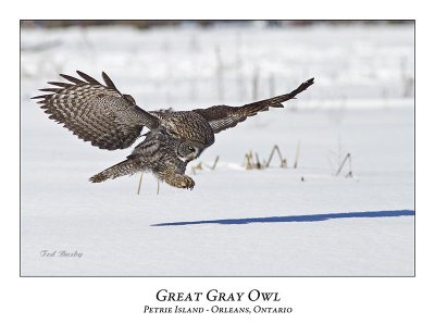 Great Gray Owl-194
