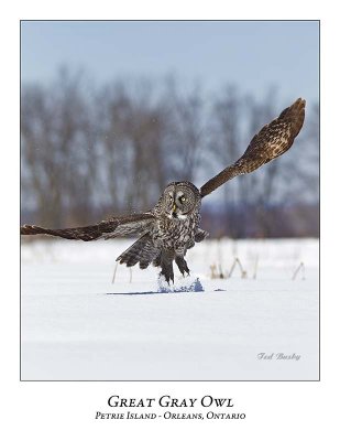 Great Gray Owl-195