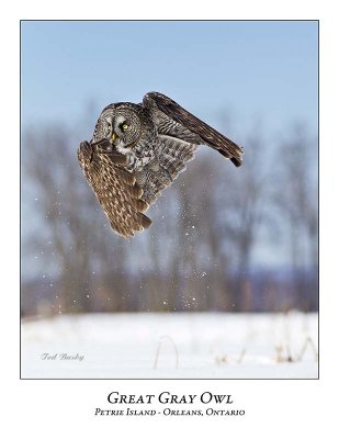 Great Gray Owl-197