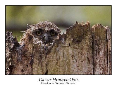 Great Horned Owl-034