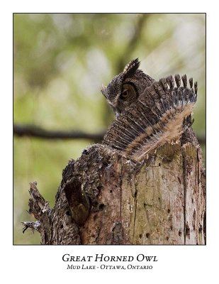 Great Horned Owl-035