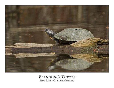 Blanding's Turtles