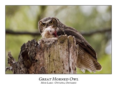 Great Horned Owl-036