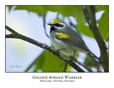 Golden-winged Warbler-001