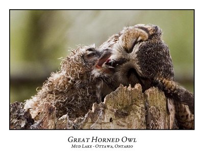 Great Horned Owl-038
