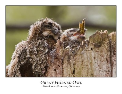 Great Horned Owl-039