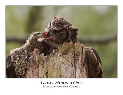 Great Horned Owl-040