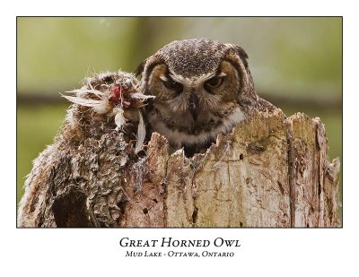 Great Horned Owl-041