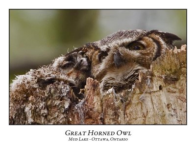 Great Horned Owl-043