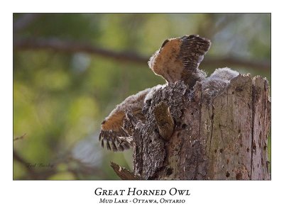 Great Horned Owl-044