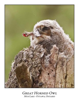 Great Horned Owl-045