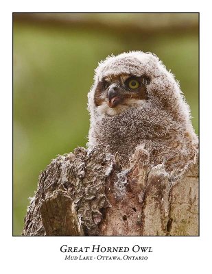 Great Horned Owl-046