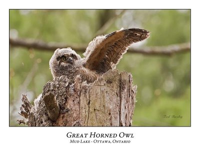 Great Horned Owl-047