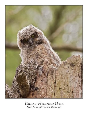 Great Horned Owl-049