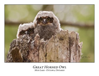 Great Horned Owl-050