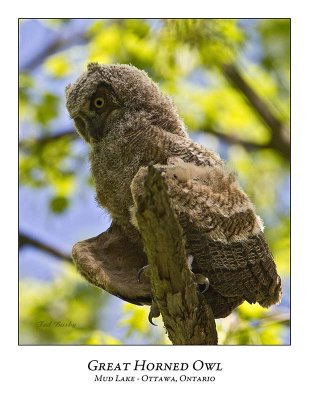 Great Horned Owl-052