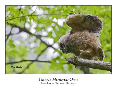 Great Horned Owl-053