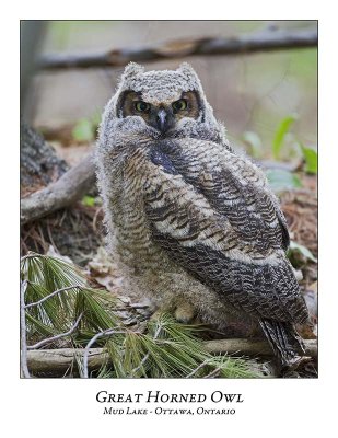 Great Horned Owl-054