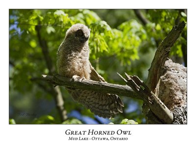 Great Horned Owl-055