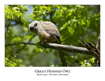 Great Horned Owl-056