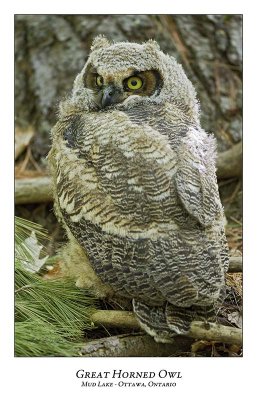 Great Horned Owl-058