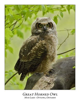 Great Horned Owl-059
