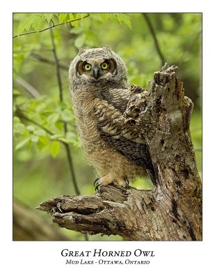 Great Horned Owl-060
