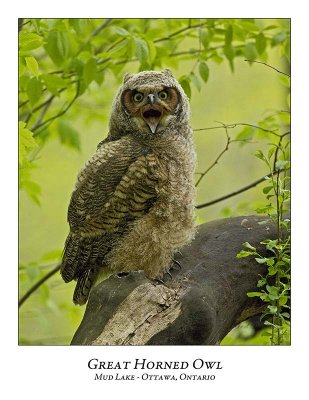 Great Horned Owl-061