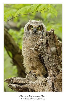 Great Horned Owl-062