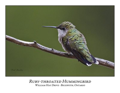 Ruby-throated Hummingbird-011