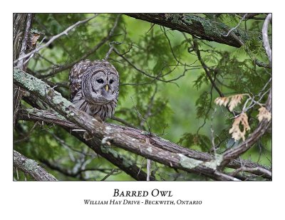 Barred Owl-032