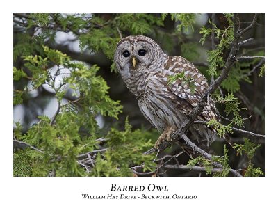 Barred Owl-033