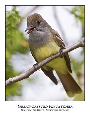 Great-crested Flycatcher-003