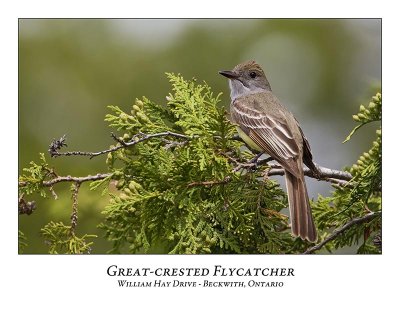 Great-crested Flycatcher-004