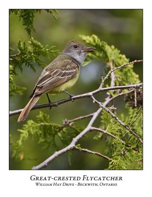 Great-crested Flycatcher-005