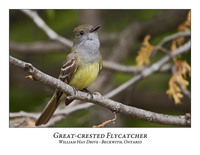 Great-crested Flycatcher-006