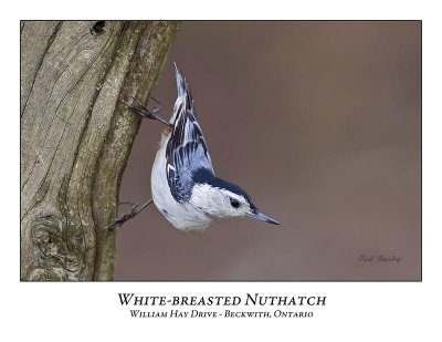 White-breasted Nuthatch-015