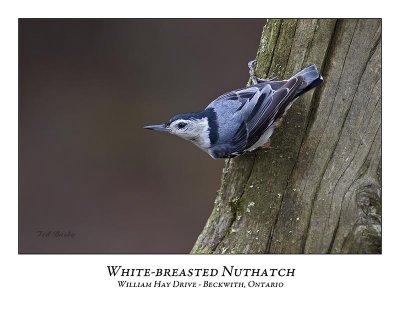 White-breasted Nuthatch-016