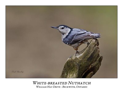 White-breasted Nuthatch-017