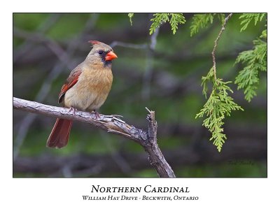 Northern Cardinal-009
