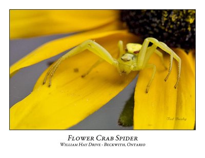 Flower Crab Spider-001