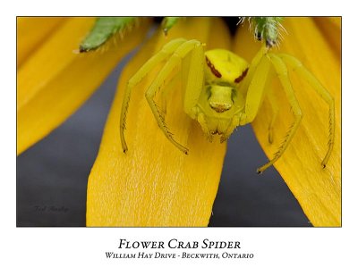 Flower Crab Spider-003
