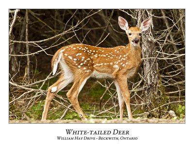 White-tailed Deer-065