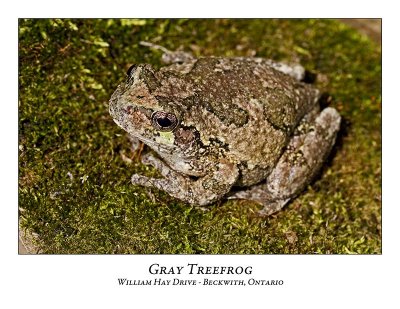 Gray Treefrog-001