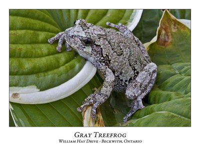 Gray Treefrog-003