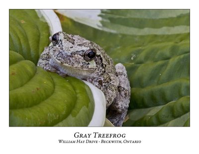 Gray Treefrog-004