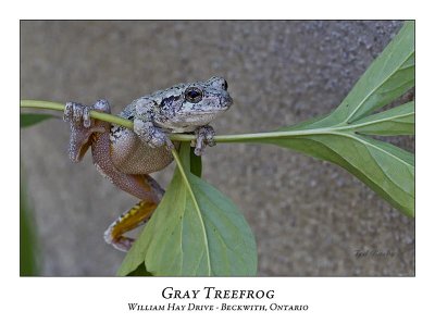 Gray Treefrog-006