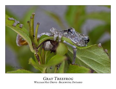 Gray Treefrog-007
